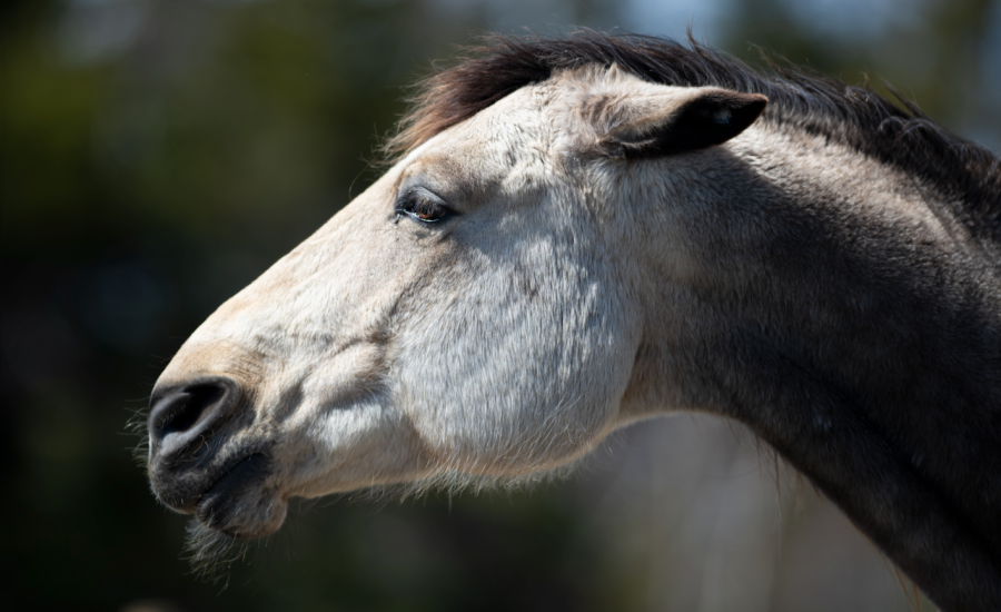 Pictured is a horse with their ears pinned flat back looking angry; there is a real risk of them biting