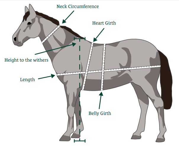 Bci Tools Body Condition Index tool launched to assess equine weight objectively ...