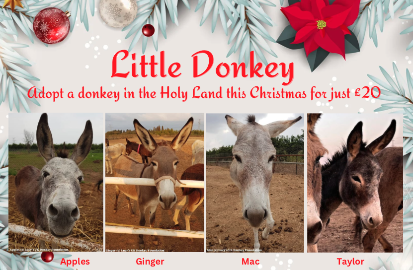 Adopt a donkey at Lucy's UK Donkey Sanctuary in Israel