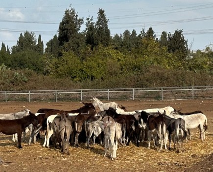 Rescued donkeys at Lucy's UK Donkey Sanctuary in Israel