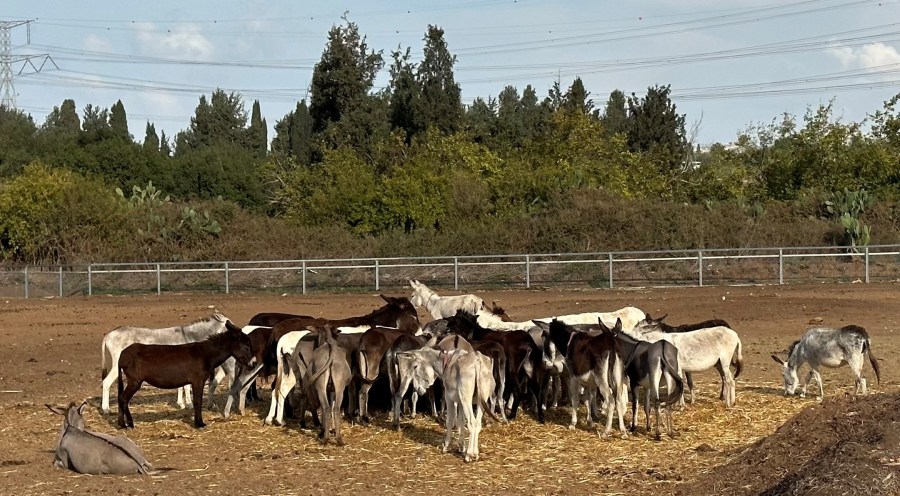 Rescued donkeys at Lucy's UK Donkey Sanctuary in Israel