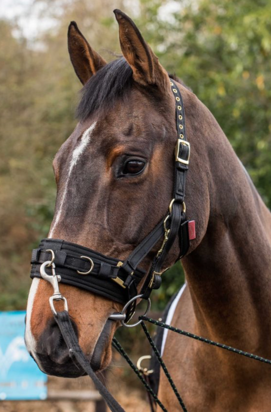 Pictured is a horse wearing the EquiAmi Lunge Cavesson