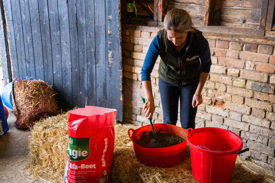 Feeding a mash is a good option for horses and ponies who struggle to chew