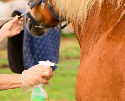 There are several reasons why some horses are scared of having fly spray applied