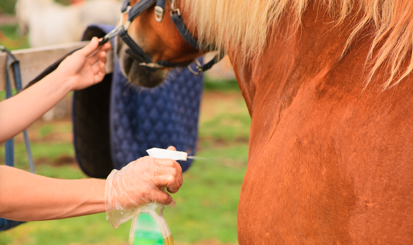 Best fly sprays for horses 14 repellents tested by horse owners and