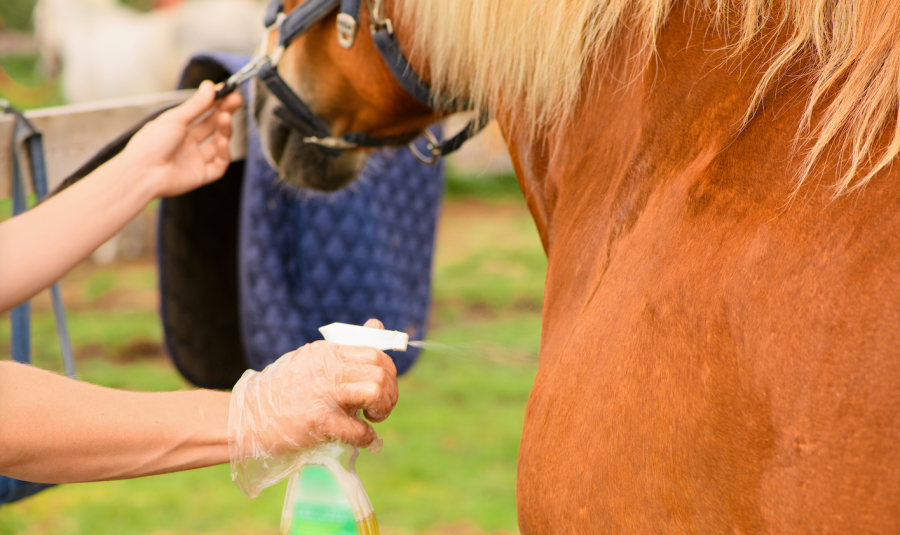 There are several reasons why some horses are scared of having fly spray applied