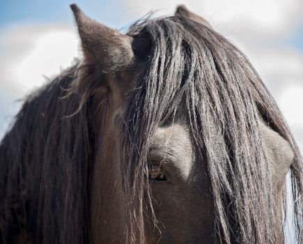 A mare in season is often described as a moody mare, because her cycle affects her behaviour