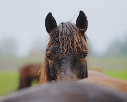 Pictured is dark coloured horse in a field with their head up, ears forward and alert: signs of a focused horse
