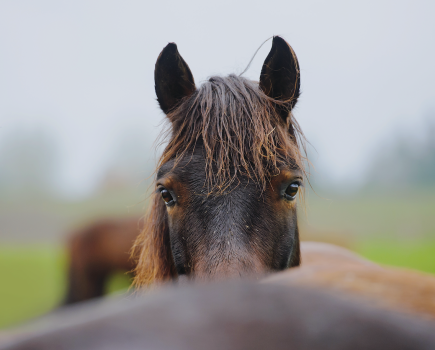Ears forward and alert: signs of a focused horse