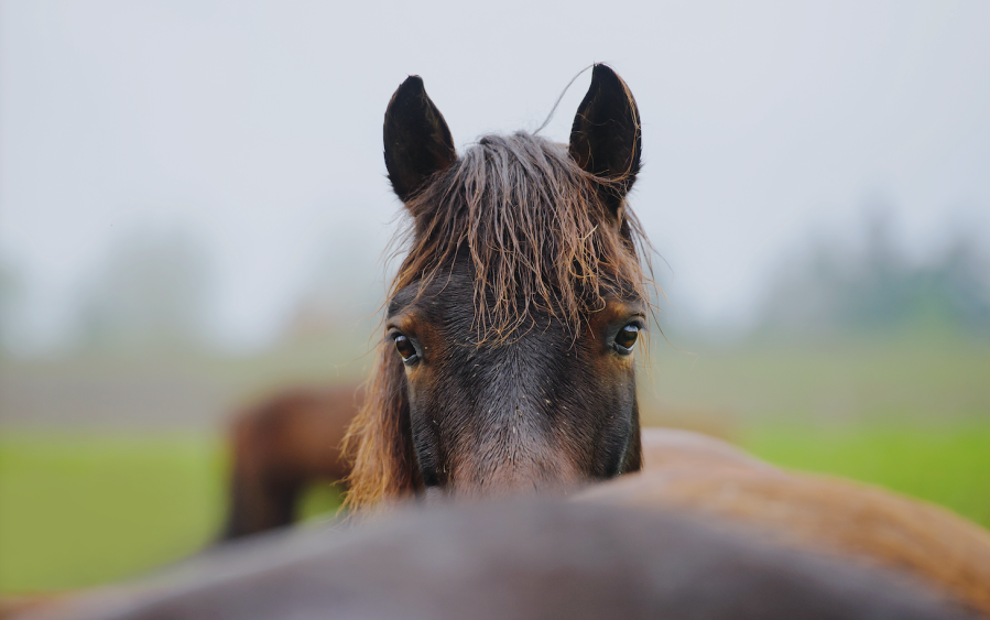 Pictured is dark coloured horse in a field with their head up, ears forward and alert: signs of a focused horse