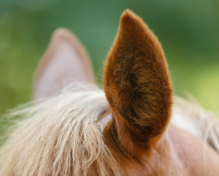 Pictured are the ears of a chestnut horse with one ear forward and the other flicking back: the horse is listening to something behind them