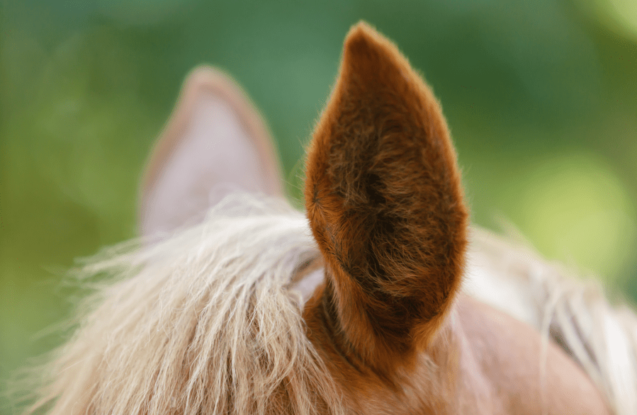 Pictured are the ears of a chestnut horse with one ear forward and the other flicking back: the horse is listening to something behind them