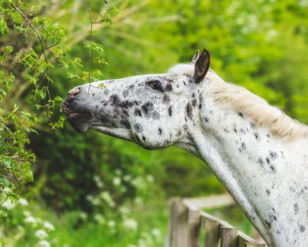 A spotty horse nibbles from the hedge, which is good for their diet