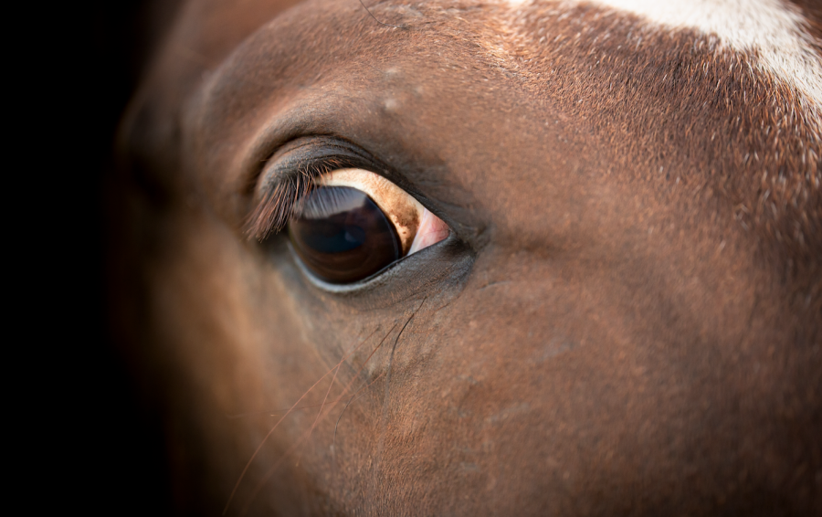 A horse eye with the sclera (white area) showing