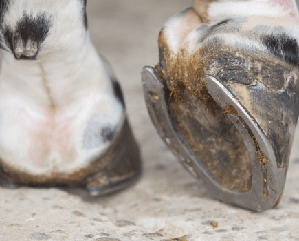 Pictured are two shod horse hooves