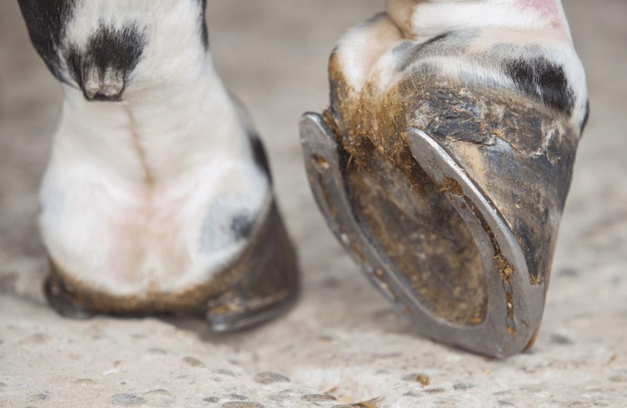 Pictured are two shod horse hooves