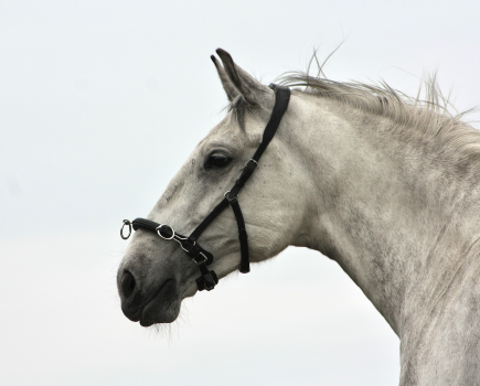 A well-fitting lunging cavesson is a useful piece of kit