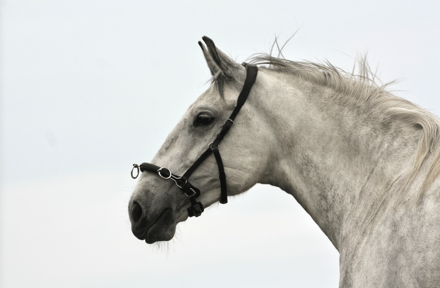 A well-fitting lunging cavesson is a useful piece of kit