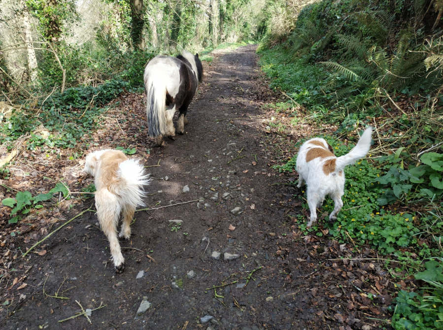 Brown and white Shetland pony walks in forest with two brown-and-white dogs