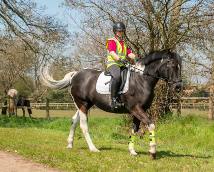 A horse can start napping for many reasons