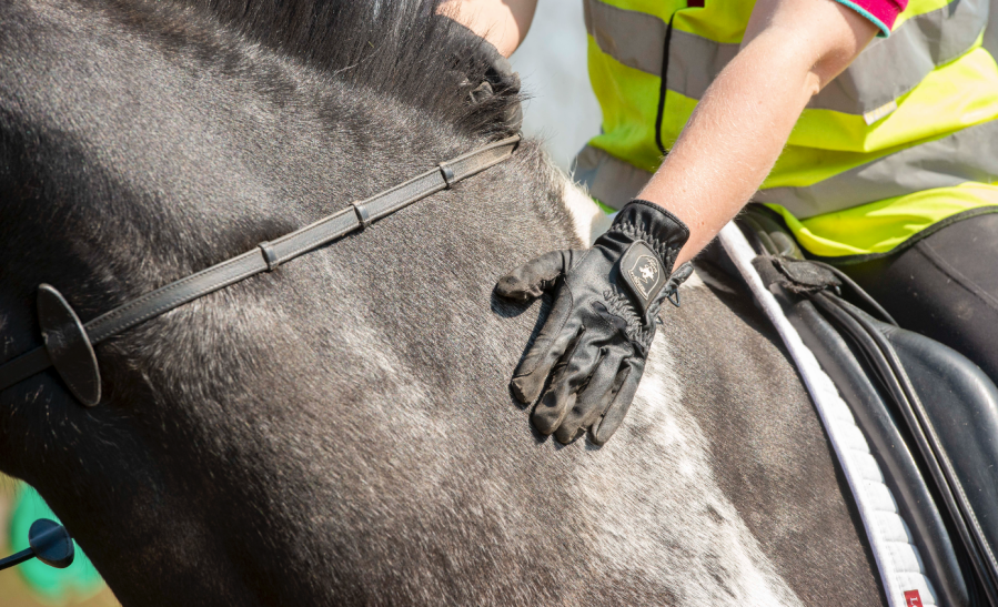 Patting a horse can be reassuring