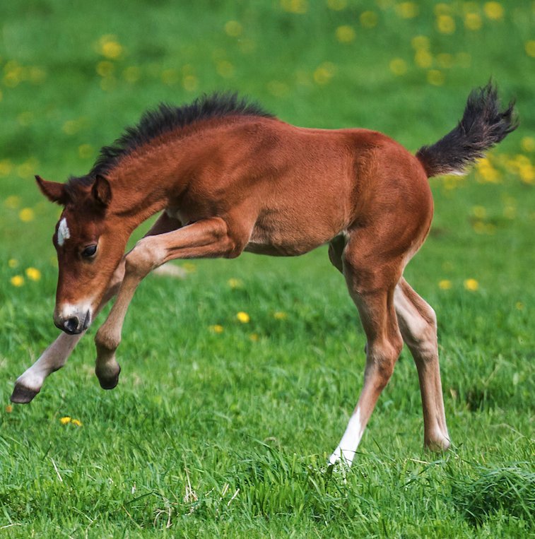 Pictured is a foal playing in the field. Newborn horse hooves are soft and finger like at first