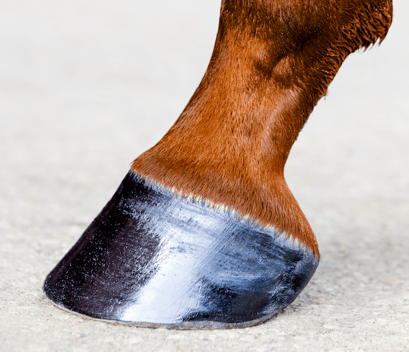 Pictured is a well trimmed horse hoof that is well cared for