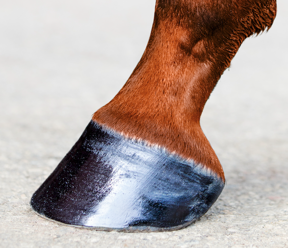 Pictured is a well trimmed horse hoof that is well cared for