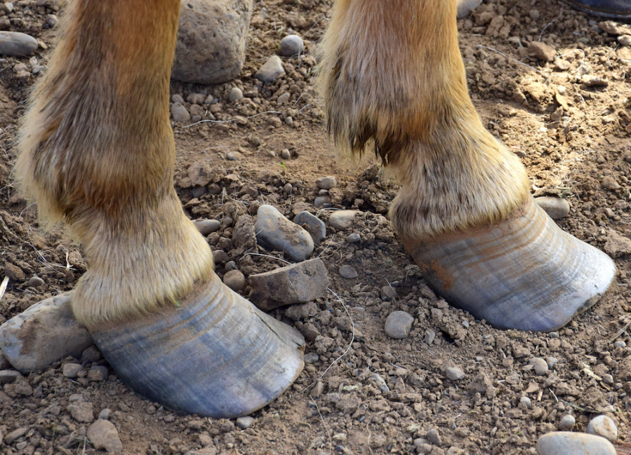 Pictured are overgrown horse hooves
