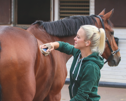 Pictured is a blonde lady grooming a bay horse with a body brush. Grooming is an important part in how to take care of a horse