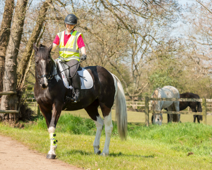 Pictured is a piebald horse napping towards horses turned out in a field while out hacking. A grey horse can be seen grazing by the fence line in the background