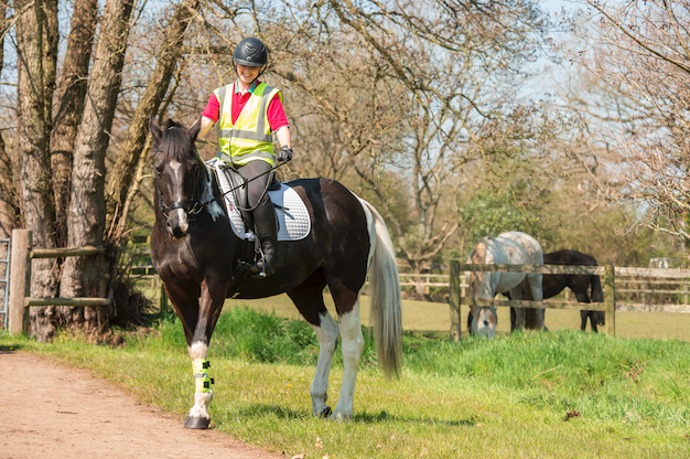 Pictured is a piebald horse napping towards horses turned out in a field while out hacking. A grey horse can be seen grazing by the fence line in the background