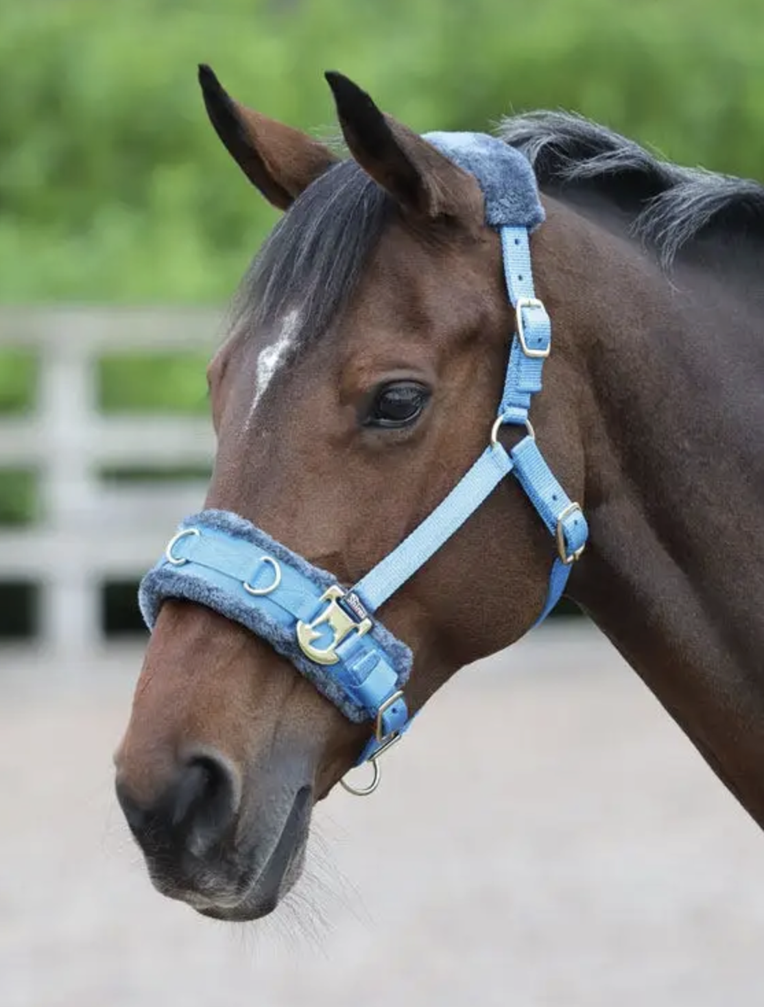 Shopping for a lunging cavesson what to look for Your Horse