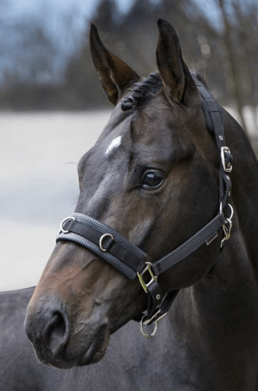 The Showmaster Lungeing Headcollar Freedom