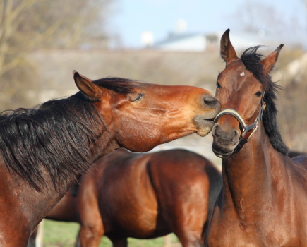 Horses are very adept communicators, you just need to know what to look for in their body language