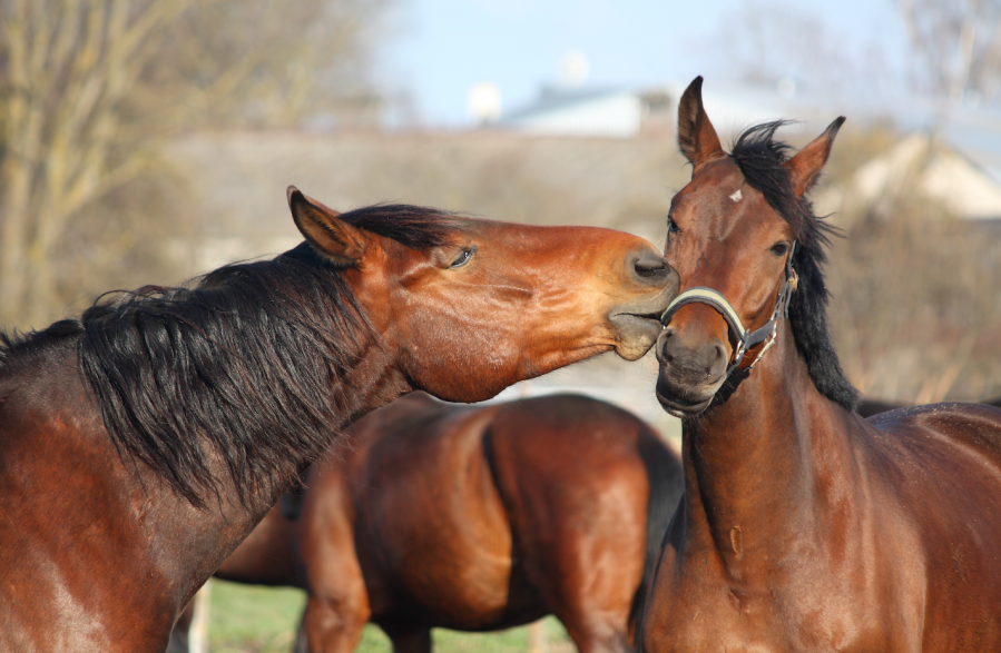 Pictured are two bay horses in a field, one horse grabbing the other horse's headcollar, showing playful behaviour and communication