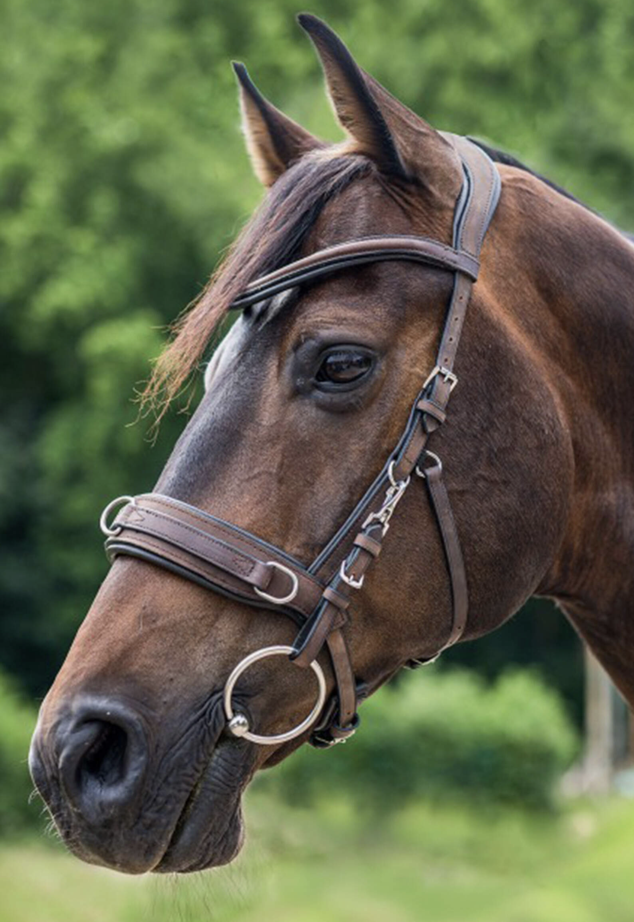 Shopping for a lunging cavesson what to look for Your Horse