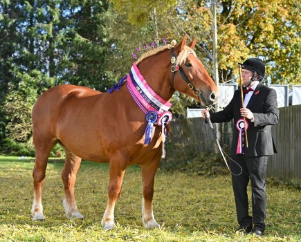 A Suffolk Punch mare stands supreme champion at Your Horse Live 2023