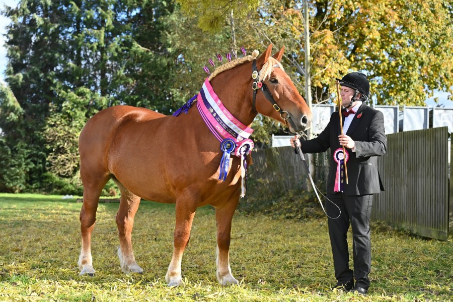 A Suffolk Punch mare stands supreme champion at Your Horse Live 2023