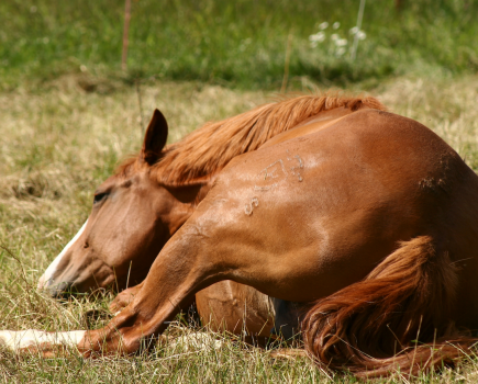 Frequent rolling can be a sign of colic in horses