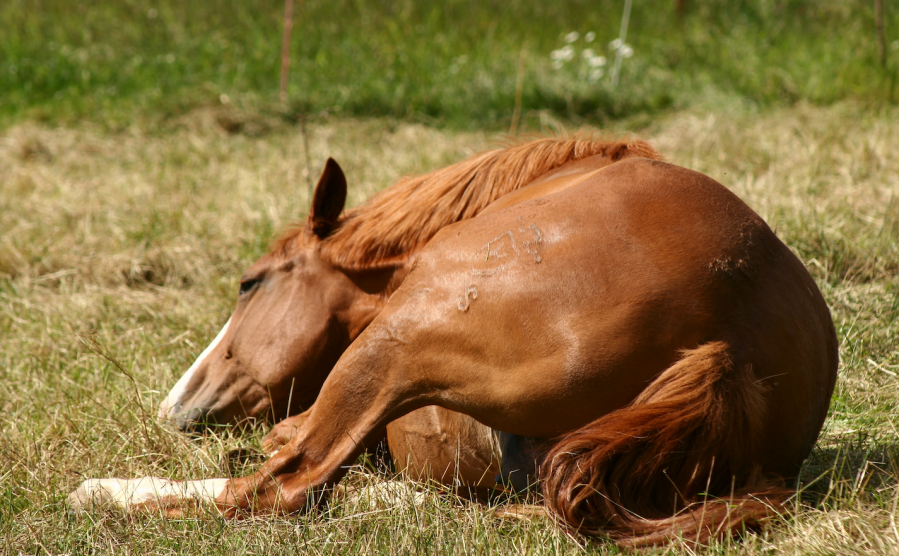 Frequent rolling can be a sign of colic in horses