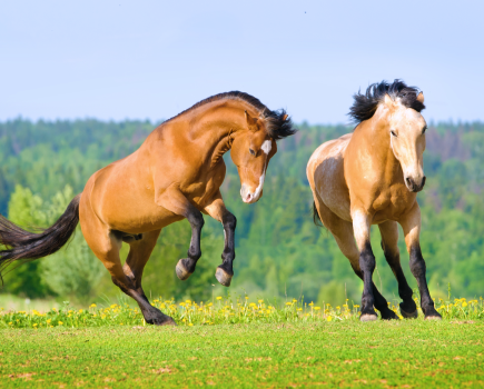 Pictured are two horses playing in a field, using body language to communicate with each other