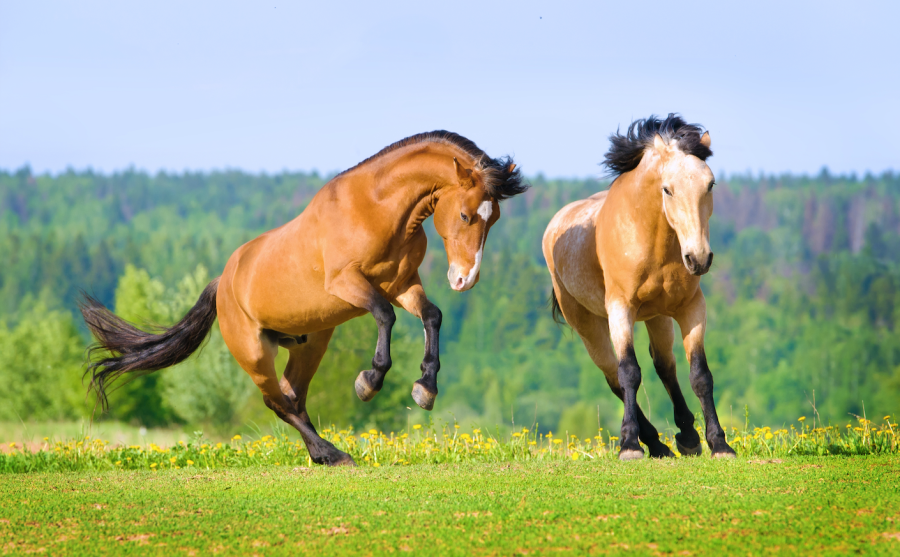 Horse health insurance and vet fees cover essential guide Your Horse