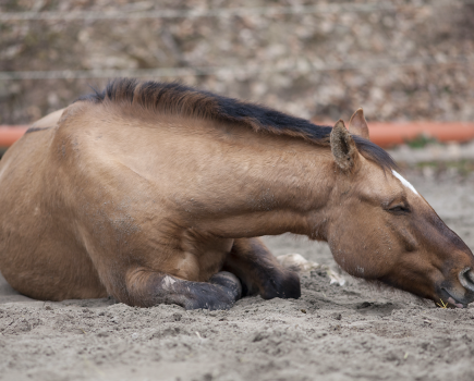 Pictured is a horse lying down. One sign of colic in horses is lying quietly, as well as rolling and kicking at or nuzzling their stomach