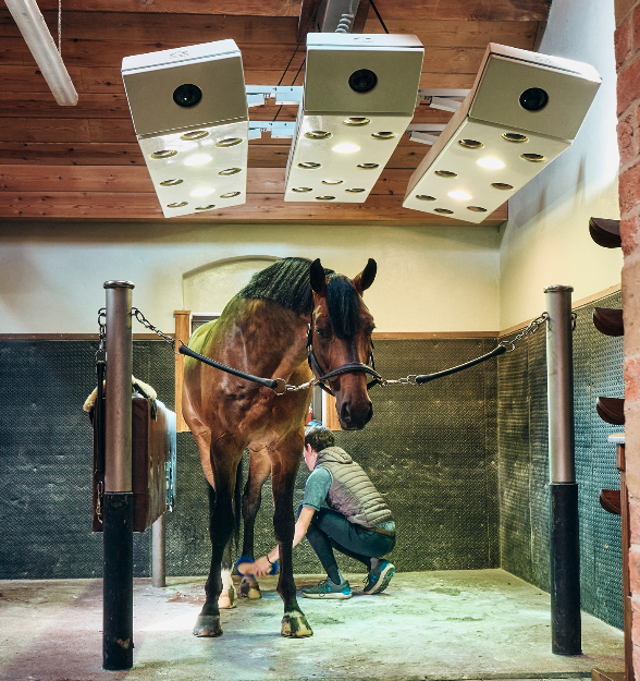 Mud fever on the lower limbs can be a real problem for some horses in winter