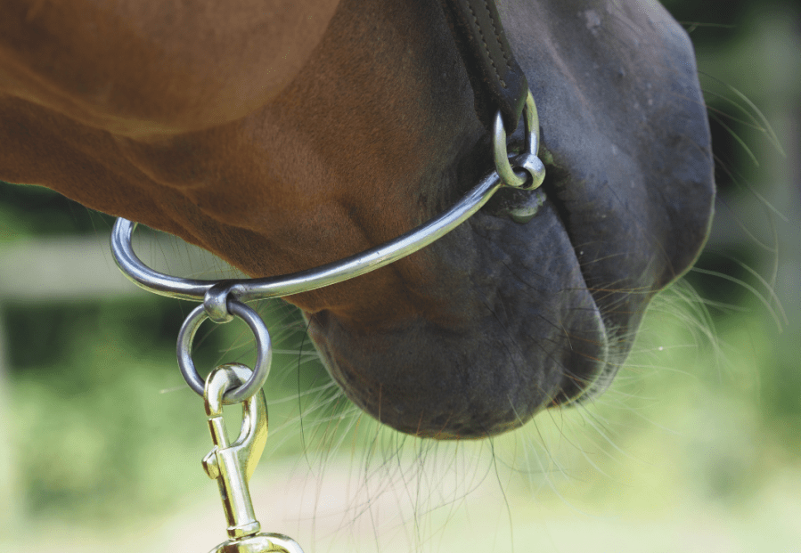 Pictured is a Chifney bit, which should never be ridden in. These horse bits are only for leading horses