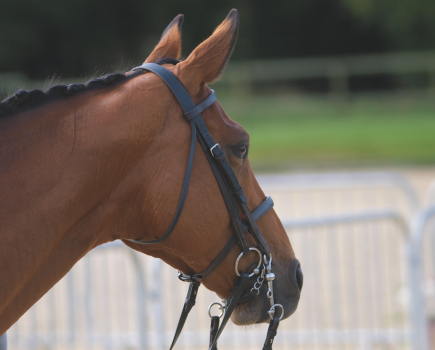 In this image, the horse is wearing a double bridle with bridoon and curb horse bits