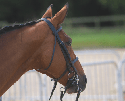 In this image, the horse is wearing a double bridle with bridoon and curb horse bits