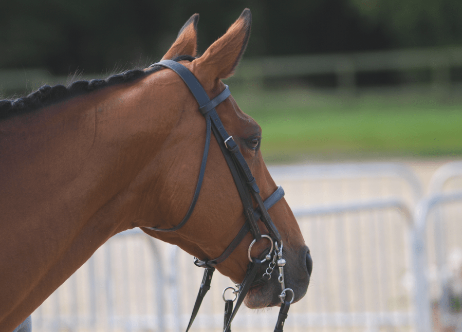 In this image, the horse is wearing a double bridle with bridoon and curb horse bits