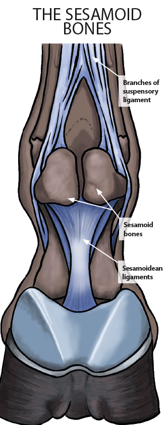 Diagram showing the location of the two sesamoid bones in a horse's fetlock joint
